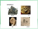 青岛版六三制（2017）科学六年级上册1.3 《灭绝的生物》课件
