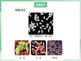 青岛版六三制（2017）科学六年级上册2.1 《细菌和病毒》课件