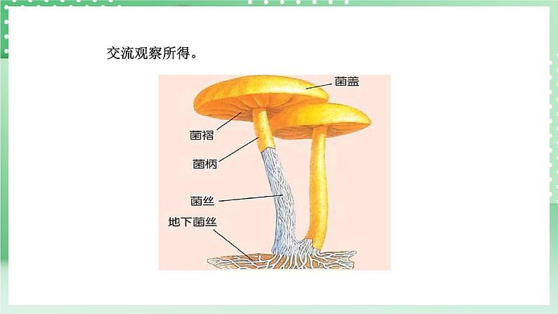 青岛版六三制（2017）科学六年级上册2.2 《蘑菇和木耳》课件07