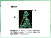 青岛版六三制（2017）科学六年级上册2.3 《发霉与防霉》课件