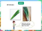 青岛版六三制（2017）科学五年级上册6.1《生物的启示》课件