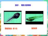 粤教粤科版（2017）科学三年级上册1.1《鲫鱼与青蛙》课件+教案+练习