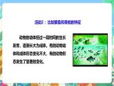 粤教粤科版（2017）科学三年级上册1.1《鲫鱼与青蛙》课件+教案+练习