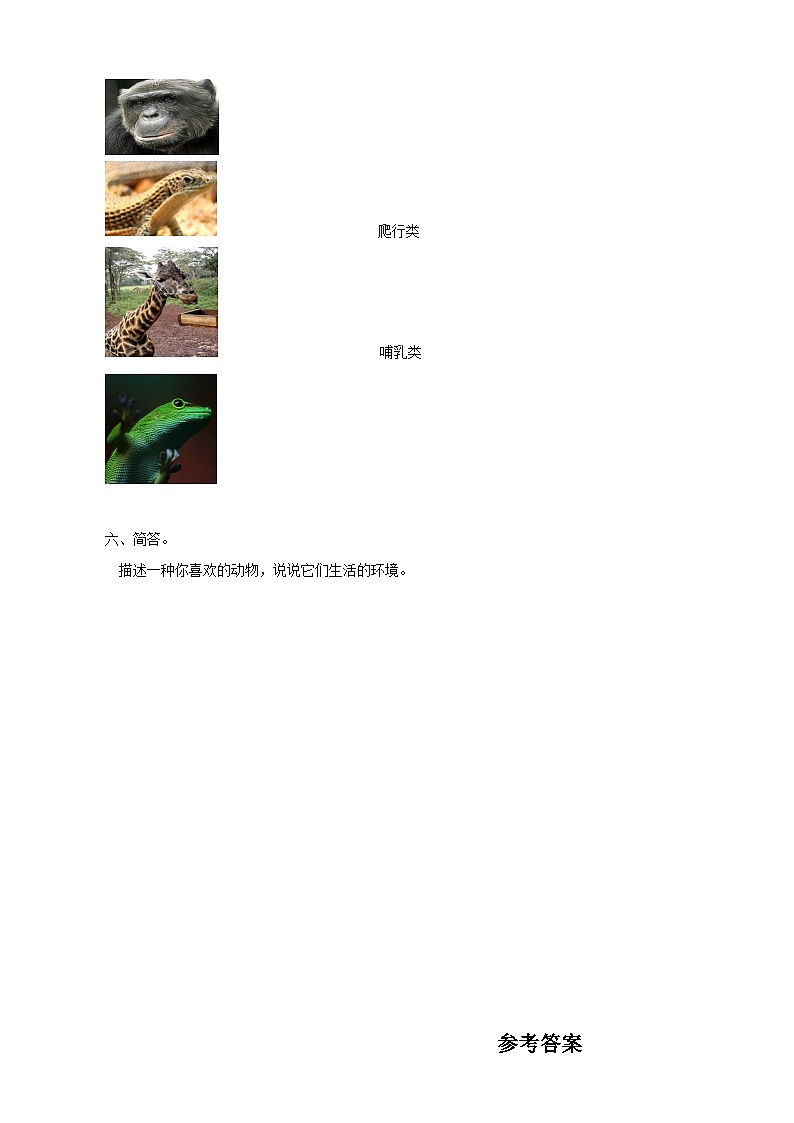 粤教粤科版（2017）科学三年级上册1.3《壁虎与小猫》课件+教案+练习02