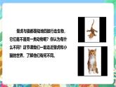 粤教粤科版（2017）科学三年级上册1.3《壁虎与小猫》课件+教案+练习
