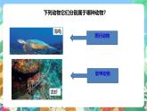 粤教粤科版（2017）科学三年级上册1.5《海洋里的动物》课件+教案+练习