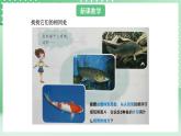 青岛版六三制（2017）科学版四年级上册1.2《鱼》课件