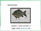 青岛版六三制（2017）科学版四年级上册1.2《鱼》课件