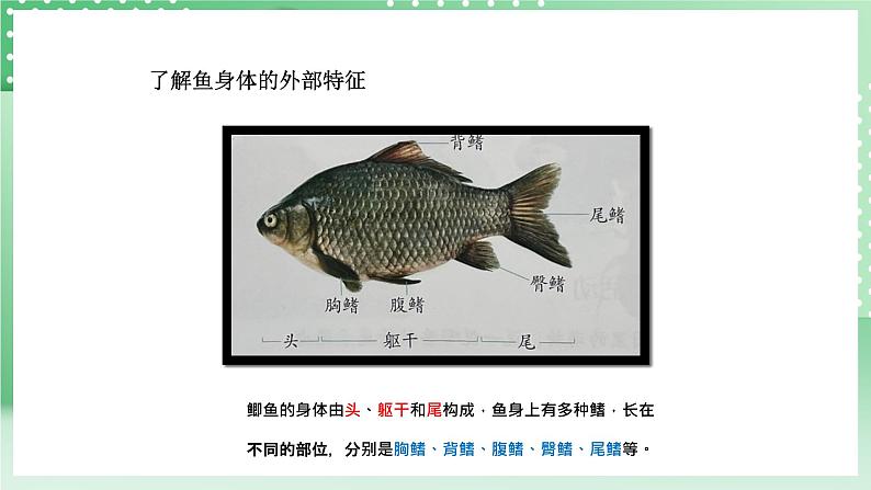 青岛版六三制（2017）科学版四年级上册1.2《鱼》课件05