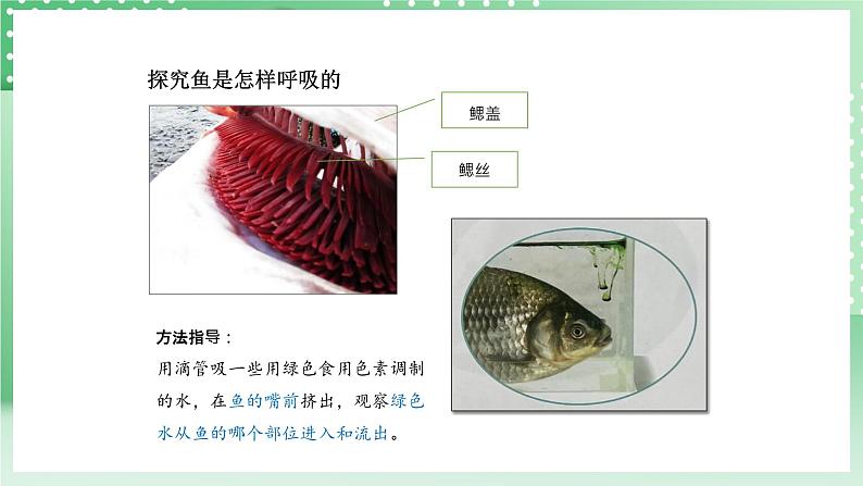 青岛版六三制（2017）科学版四年级上册1.2《鱼》课件08