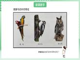 青島版六三制（2017）科學(xué)版四年級上冊1.3《鳥》課件