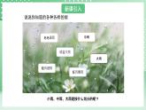 青岛版六三制（2017）科学版四年级上册3.3《降水量》课件