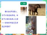 青岛版六三制（2017）科学三年级上册1.1《动物的四肢》课件
