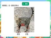 青岛版六三制（2017）科学三年级上册1.1《动物的四肢》课件