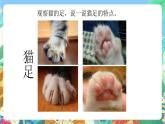 青岛版六三制（2017）科学三年级上册1.1《动物的四肢》课件