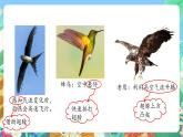 青岛版六三制（2017）科学三年级上册1.3《动物的翅膀》课件