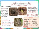 青岛版六三制（2017）科学三年级上册1.4《冬眠与迁徙》课件