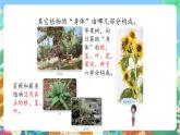 青岛版六三制（2017）科学三年级上册2.5《植物的“身体》课件