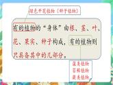 青岛版六三制（2017）科学三年级上册2.5《植物的“身体》课件