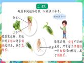 青岛版六三制（2017）科学三年级上册2.6《植物的根》课件