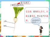 青岛版六三制（2017）科学三年级上册2.6《植物的根》课件