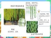 青岛版六三制（2017）科学三年级上册2.7《植物的茎》课件