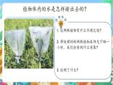 青岛版六三制（2017）科学三年级上册2.8《叶的蒸腾作用》课件