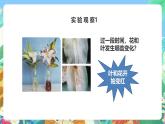 粵教粵科版（2017）科學(xué)五年級(jí)上冊(cè)1.4《水分在莖里的運(yùn)輸》課件+教案