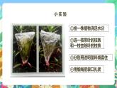 粤教粤科版（2017）科学五年级上册1.5《叶会蒸腾水分吗》课件+教案