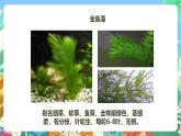 粤教粤科版（2017）科学五年级上册《探究技能：猜想》课件+教案
