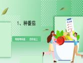 粤教粤科版（2017）科学四年级上册1.1《种番茄》课件+教案+练习