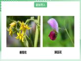 粤教粤科版（2017）科学四年级上册1.2《开花和结果》课件+教案+练习
