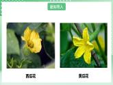 粤教粤科版（2017）科学四年级上册1.2《开花和结果》课件+教案+练习