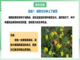 粤教粤科版（2017）科学四年级上册1.3《种子的传播》课件+教案+练习