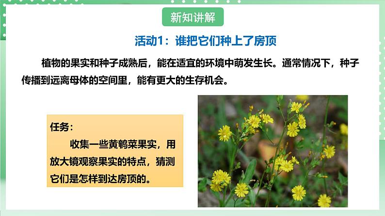 粤教粤科版（2017）科学四年级上册1.3《种子的传播》课件+教案+练习03