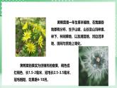粤教粤科版（2017）科学四年级上册1.3《种子的传播》课件+教案+练习
