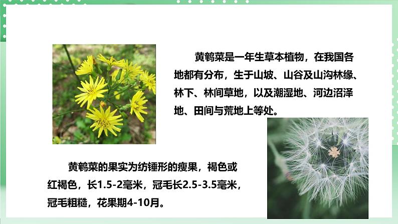粤教粤科版（2017）科学四年级上册1.3《种子的传播》课件+教案+练习04