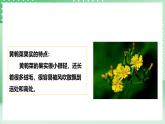 粤教粤科版（2017）科学四年级上册1.3《种子的传播》课件+教案+练习