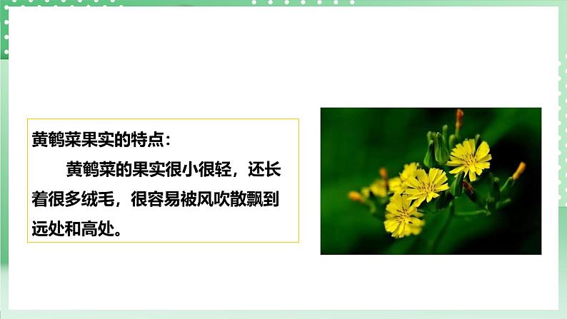 粤教粤科版（2017）科学四年级上册1.3《种子的传播》课件+教案+练习05