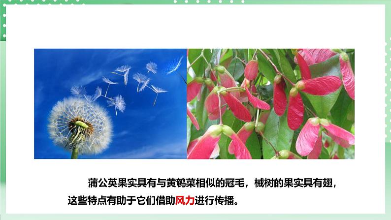 粤教粤科版（2017）科学四年级上册1.3《种子的传播》课件+教案+练习08