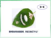 粤教粤科版（2017）科学四年级上册1.5《一起来养蚕》课件+教案+练习