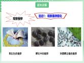 粤教粤科版（2017）科学四年级上册1.5《一起来养蚕》课件+教案+练习