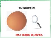 粤教粤科版（2017）科学四年级上册1.6《母鸡生蛋了》课件+教案+练习