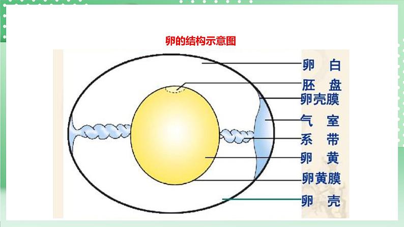 粤教粤科版（2017）科学四年级上册1.6《母鸡生蛋了》课件+教案+练习08