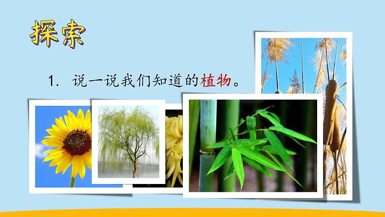 （2024新课标）教科版科学一年级上册-1 我们知道的植物-PPT课件+视频图片素材+教学设计04