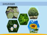（2024新课标）教科版科学一年级上册-4 给植物画张“像” -PPT课件+视频图片素材