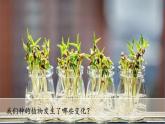 （2024新课标）教科版科学一年级上册-5 植物的变化 -PPT课件+视频图片素材+教学设计