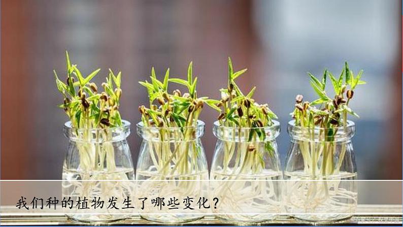 （2024新课标）教科版科学一年级上册-5 植物的变化 -PPT课件+视频图片素材+教学设计02