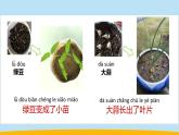 （2024新课标）教科版科学一年级上册-5 植物的变化 -PPT课件+视频图片素材+教学设计