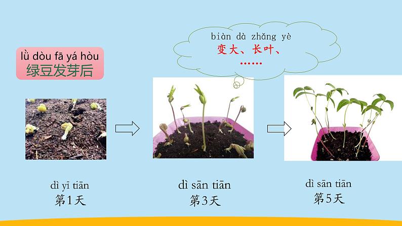 （2024新课标）教科版科学一年级上册-5 植物的变化 -PPT课件+视频图片素材+教学设计04